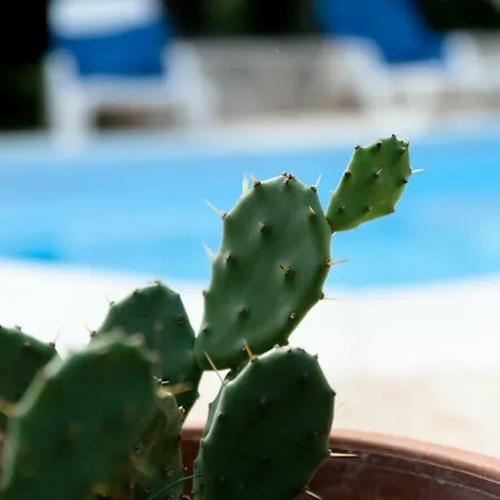 בית הארחה Trullo Dimora Della Valle לוקורוטונדו